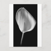 Calla #2 briefkaart (Voorkant)