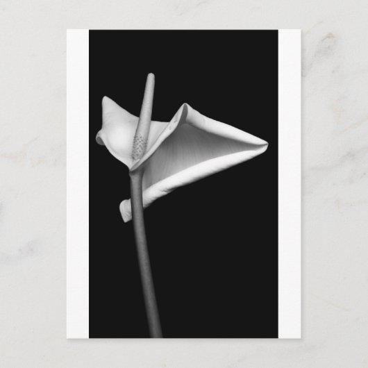 Calla #5 briefkaart (Voorkant)