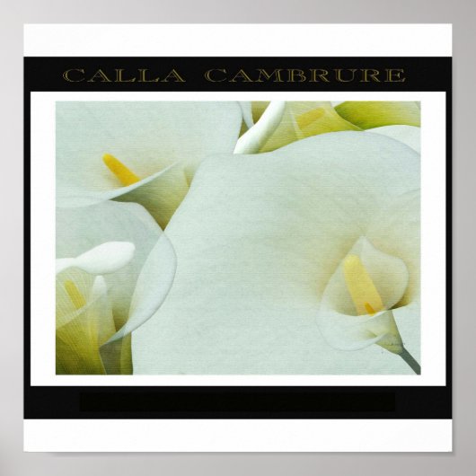 Calla_Cambrure Poster (Voorkant)