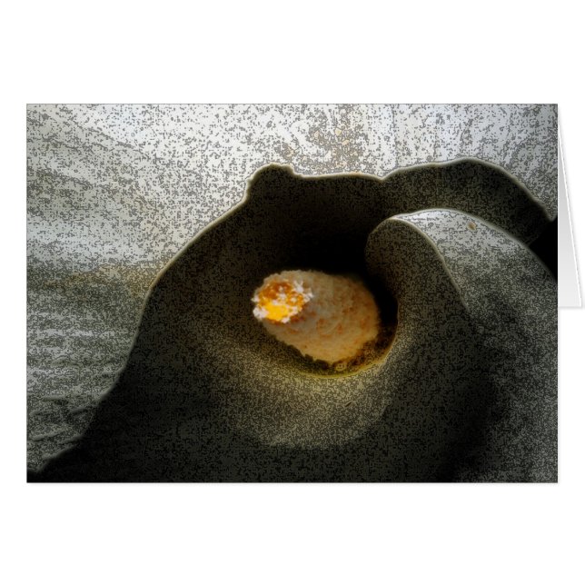 Calla Closeup (Voorkant Horizontaal)