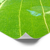 Calla leaf met dauwdruppels close-up poster (Hoek)