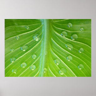 Calla leaf met dauwdruppels close-up poster