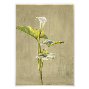Calla lelie door Fidelia Bridges Foto Afdruk
