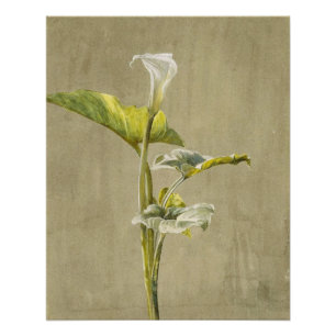 Calla lelie door Fidelia Bridges Perfect Poster