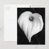 Calla Lelie in Zwart-wit Briefkaart (Voorkant / Achterkant)