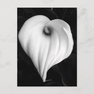 Calla Lelie in Zwart-wit Briefkaart