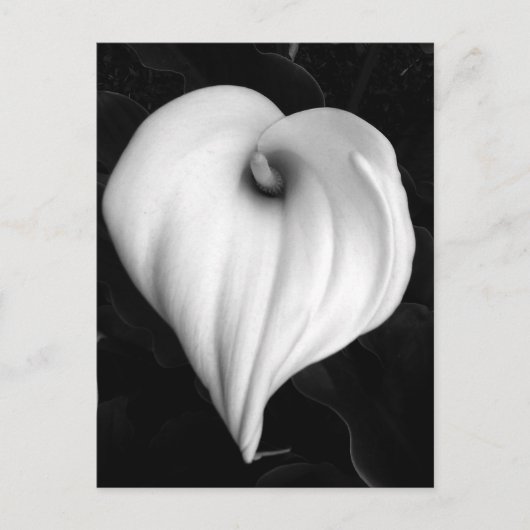 Calla Lelie in Zwart-wit Briefkaart (Voorkant)