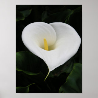 Calla lelie poster