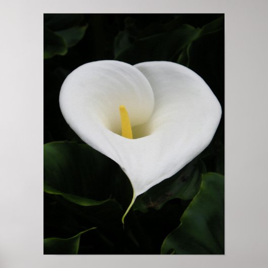 Calla lelie poster (Voorkant)