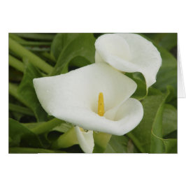 Calla leys in de Rijnkaart