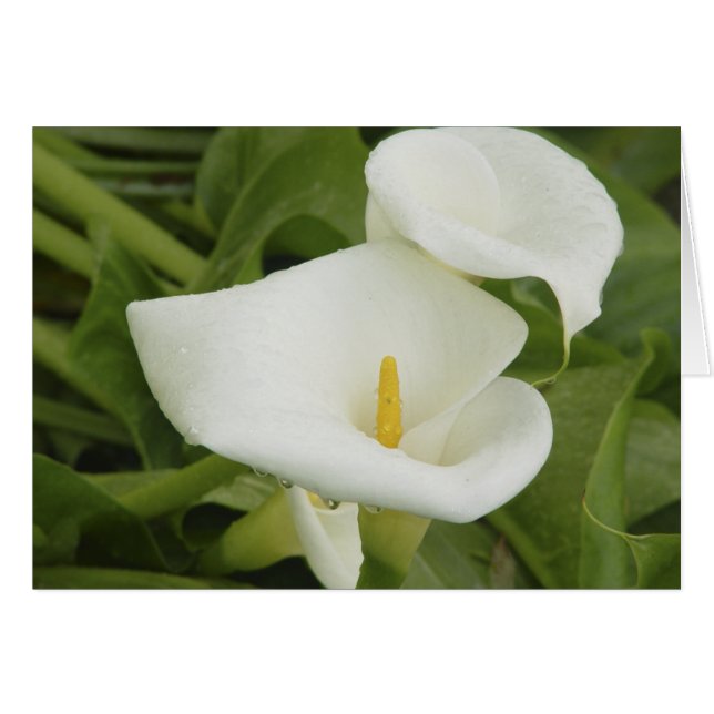 Calla leys in de Rijnkaart (Voorkant Horizontaal)