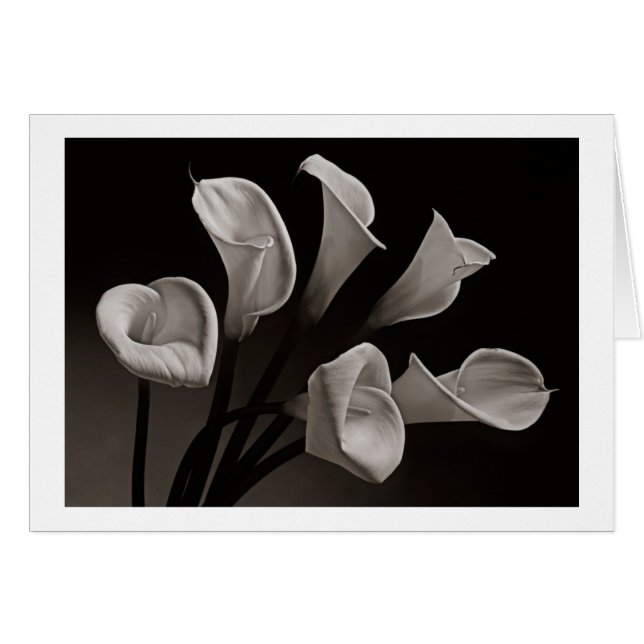 Calla Lilies (Voorkant Horizontaal)