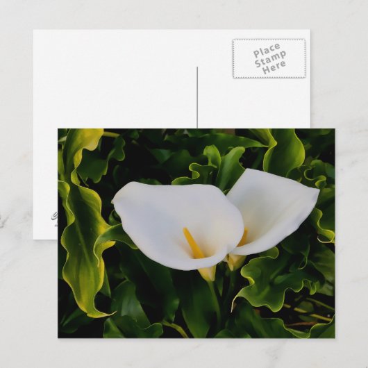 CALLA LILIES BRIEFKAART (Voorkant / Achterkant)