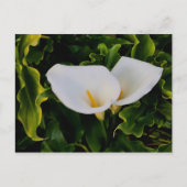 CALLA LILIES BRIEFKAART (Voorkant)