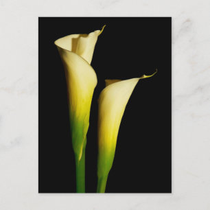 Calla Lilies Briefkaart