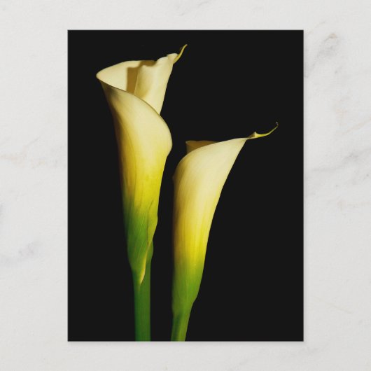 Calla Lilies Briefkaart (Voorkant)