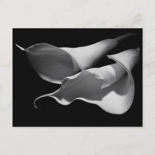 Calla Lilies Briefkaart