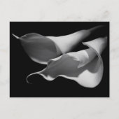 Calla Lilies Briefkaart (Voorkant)