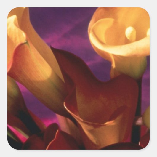 Calla Lilies-Collectie Vierkante Sticker (Voorkant)