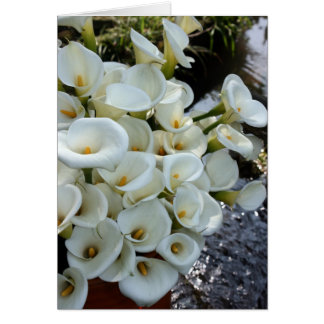 Calla Lilies groeit bij Lily Plantation, Taiwan