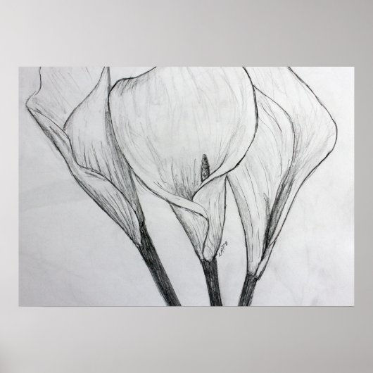 Calla Lilies Pencil Schets Tekening Kunst Afdrukke Poster (Voorkant)