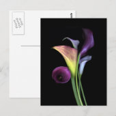 Calla Lilies Postcards Briefkaart