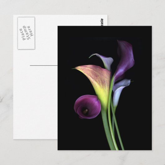 Calla Lilies Postcards Briefkaart (Voorkant / Achterkant)