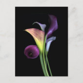 Calla Lilies Postcards Briefkaart (Voorkant)