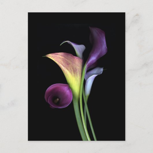 Calla Lilies Postcards Briefkaart