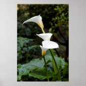 Calla Lilies Poster (Voorkant)