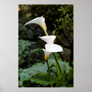 Calla Lilies Poster