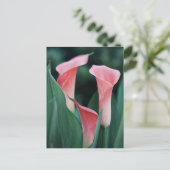 Calla Lilies roze bloemen Briefkaart (Staand voorkant)