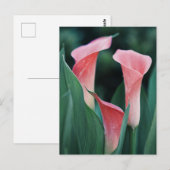 Calla Lilies roze bloemen Briefkaart (Voorkant / Achterkant)