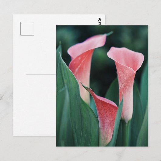 Calla Lilies roze bloemen Briefkaart (Voorkant / Achterkant)