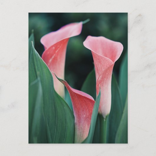 Calla Lilies roze bloemen Briefkaart (Voorkant)