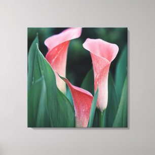 Calla Lilies roze bloemen Canvas Afdruk