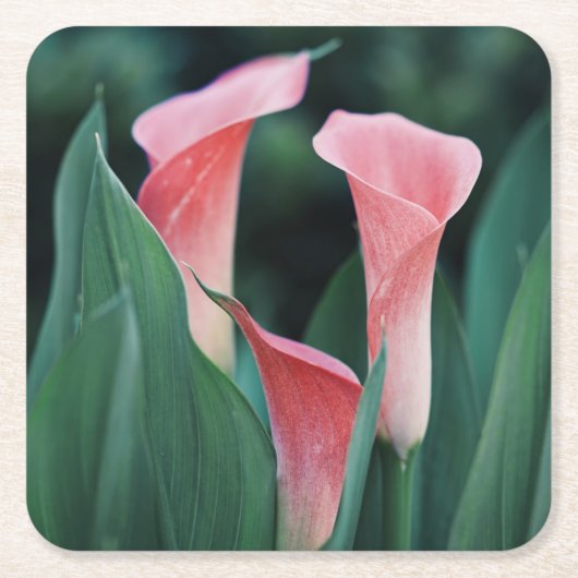 Calla Lilies roze bloemen Kartonnen Onderzetters (Voorkant)