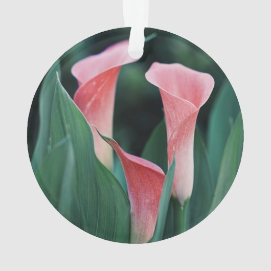 Calla Lilies roze bloemen Ornament (achterkant)