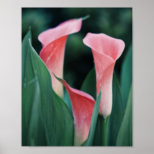 Calla Lilies roze bloemen Poster