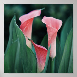 Calla Lilies roze bloemen Poster