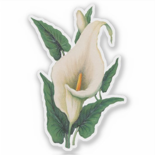 Calla Lilies Sticker (Voorkant)