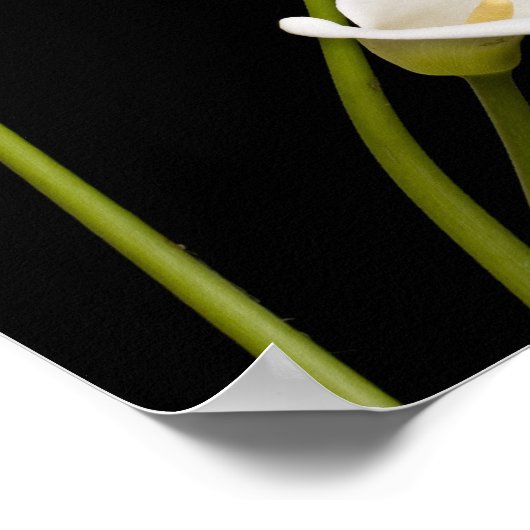 Calla lillies print (Hoek)