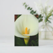 Calla Lilly Briefkaart (Staand voorkant)