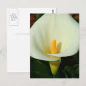 Calla Lilly Briefkaart (Voorkant / Achterkant)