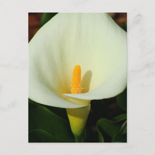 Calla Lilly Briefkaart (Voorkant)