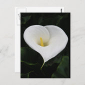 Calla Lilly Briefkaart (Voorkant / Achterkant)