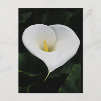 Calla Lilly Briefkaart
