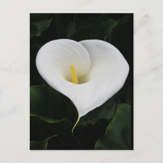 Calla Lilly Briefkaart (Voorkant)