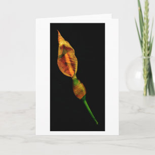 Calla Lilly Kaart