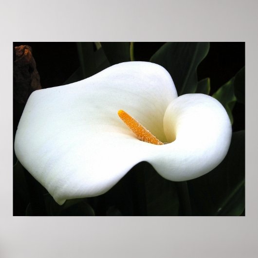 Calla Lilly Poster (Voorkant)